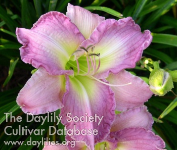 Daylily Berma Abercrombie